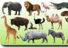 Интересные факты о животных, на английском
